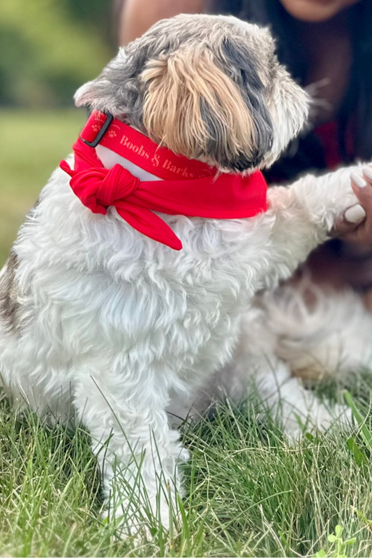 Dog Essentials Kit — Scarlet Red