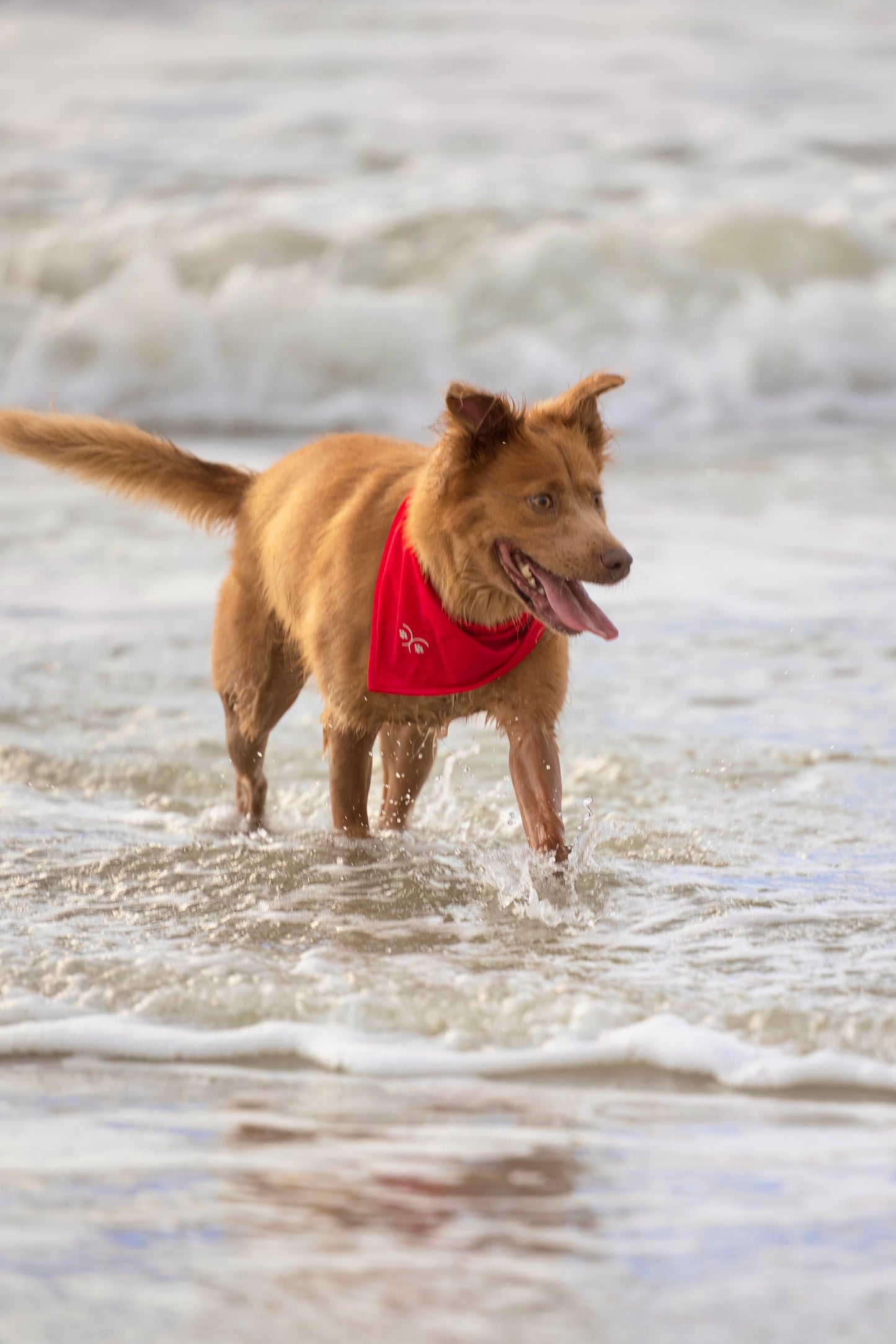 Durable Dog Bandana — Scarlet Red