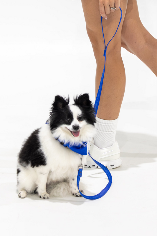 Dog Essentials Kit — Royal Blue