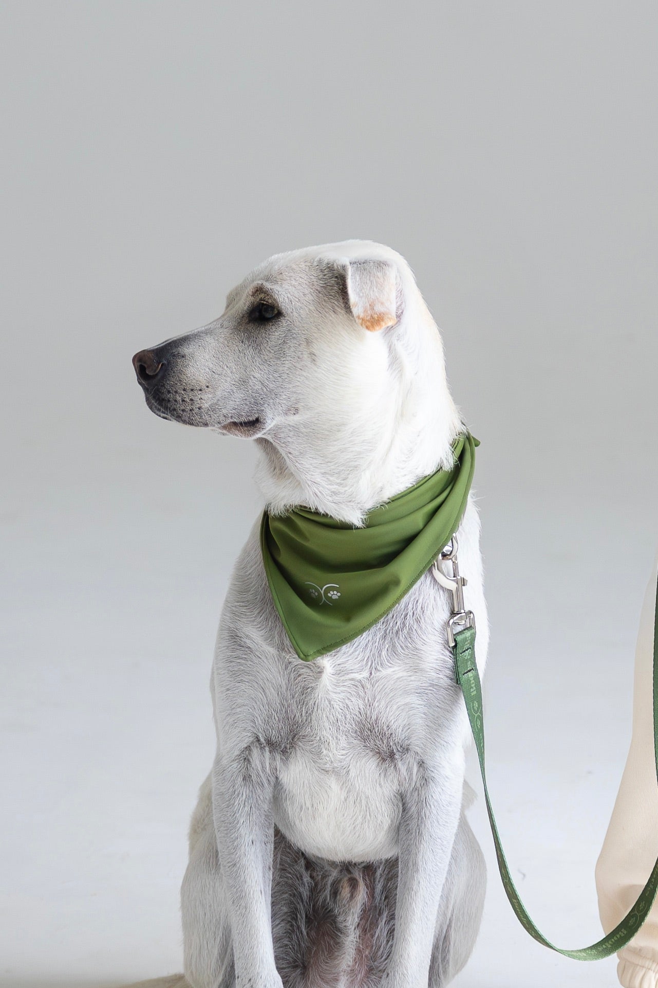 Durable Dog Bandana — Forest Green