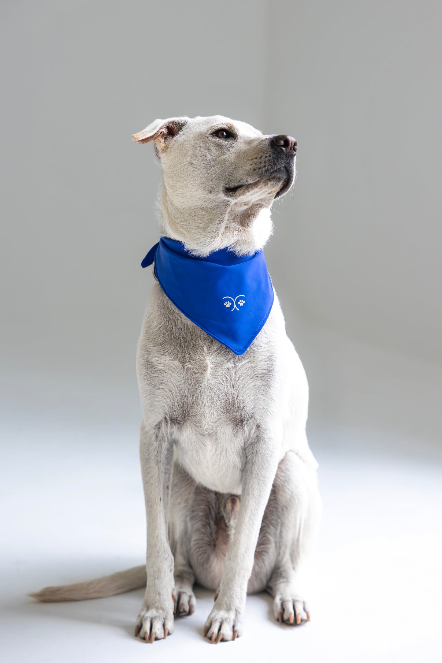 Durable Dog Bandana — Royal Blue