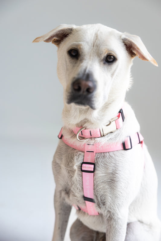 Adjustable B&B Dog Collar — Bubblegum Pink