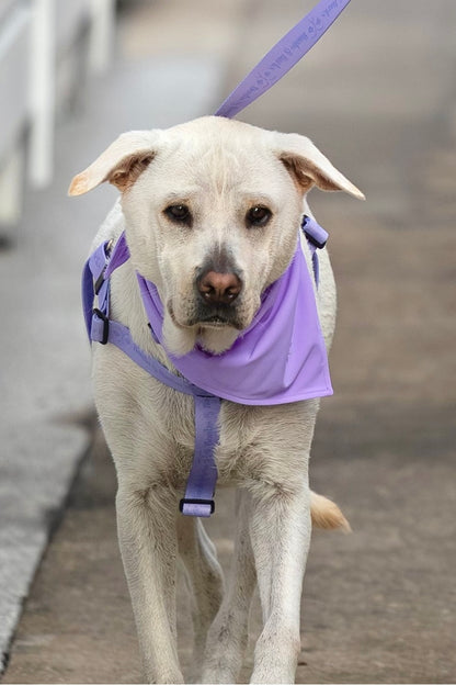 Durable Dog Bandana — Lavender Purple