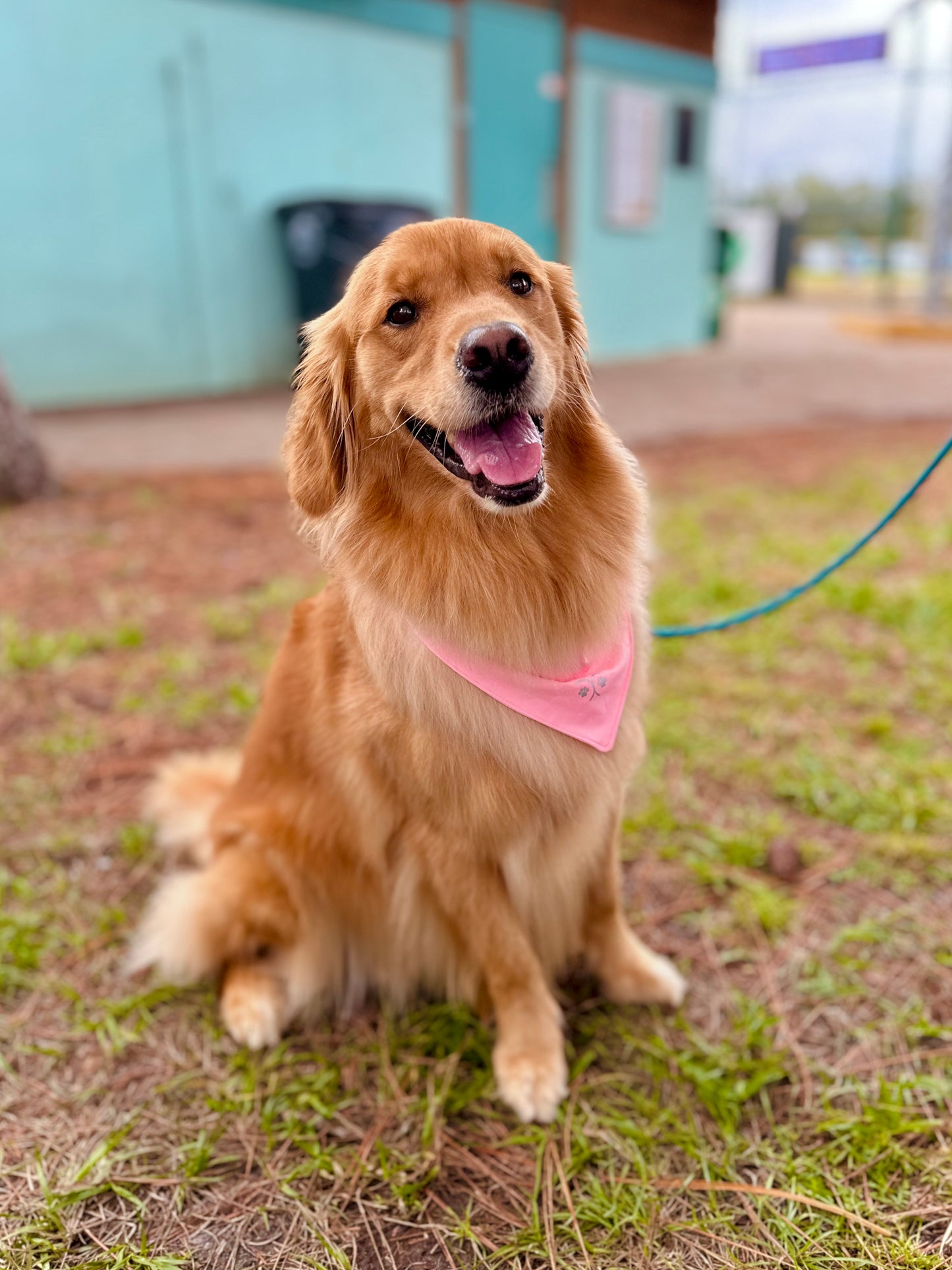 Dog Bandana