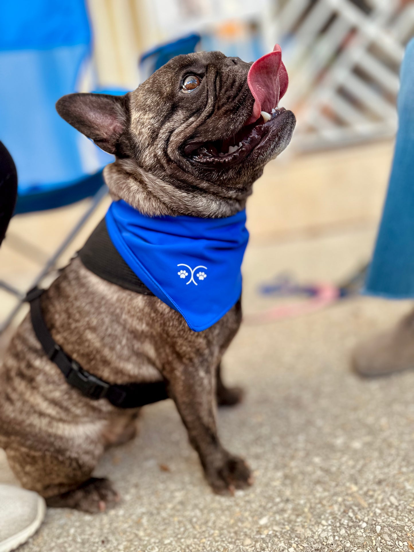 Dog Bandana