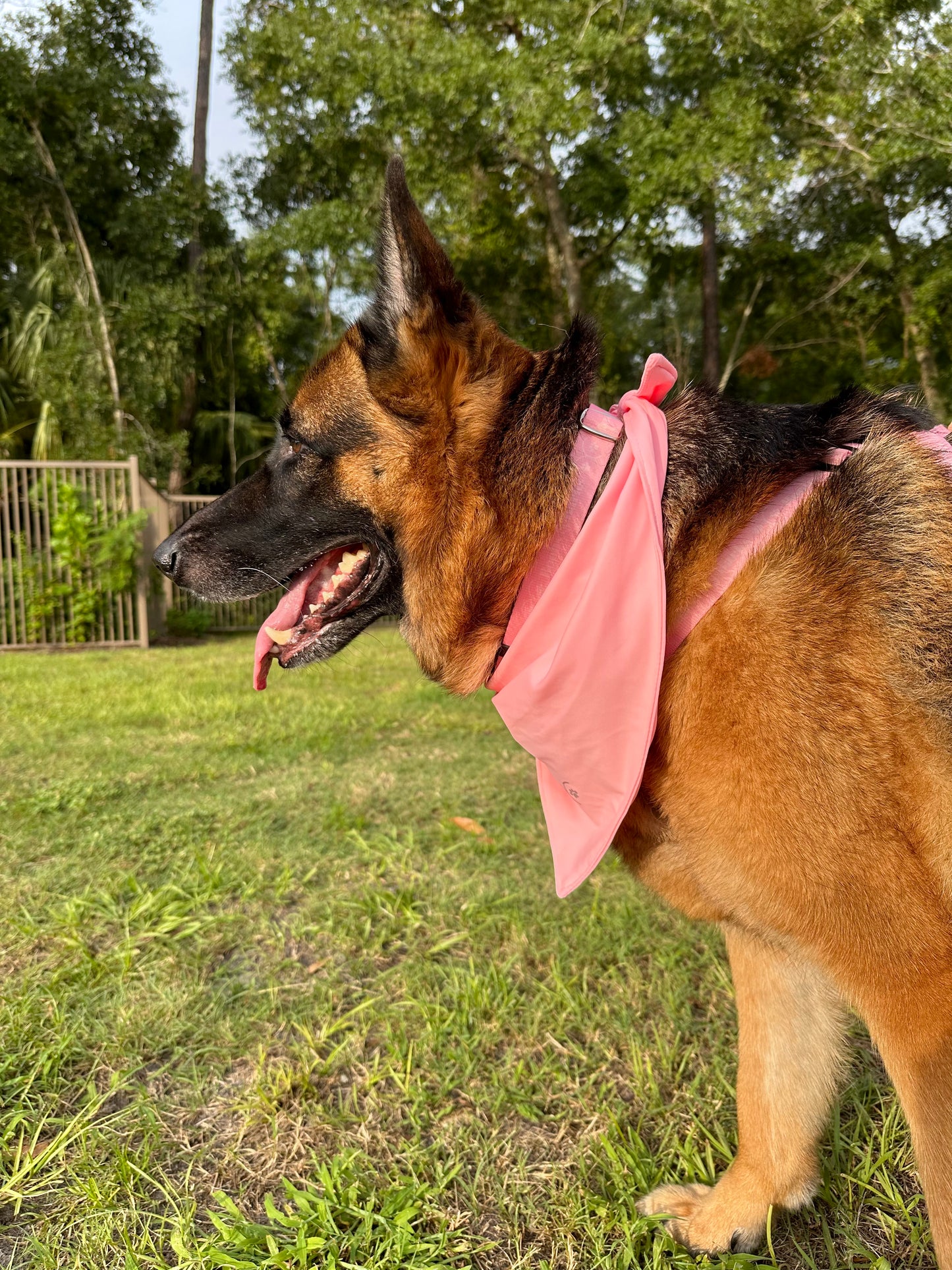 Dog Bandana