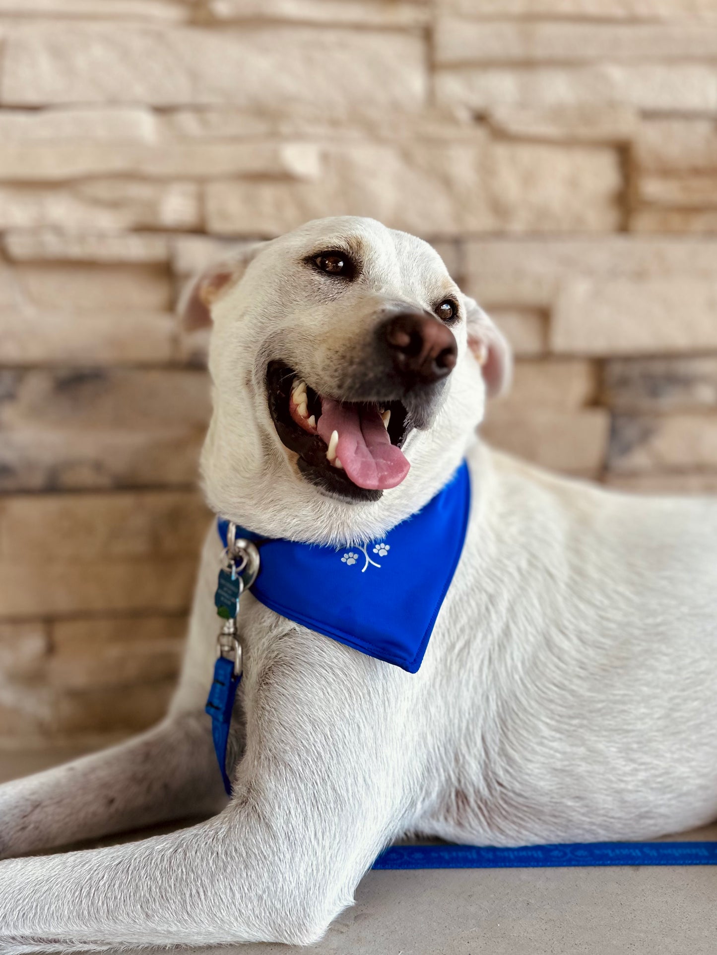 Dog Bandana