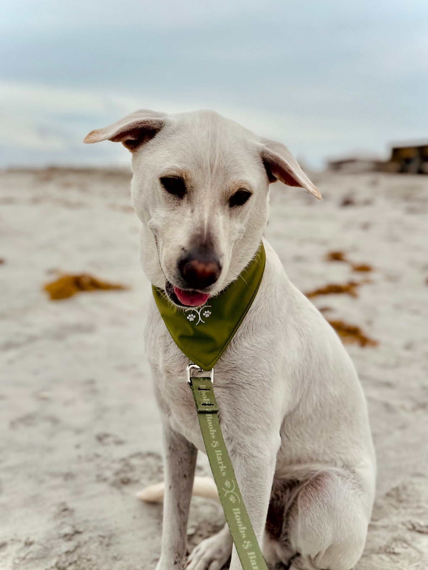 Dog Bandana