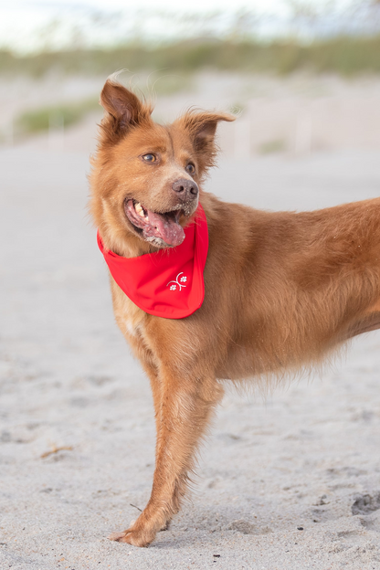 Durable Dog Bandana — Scarlet Red