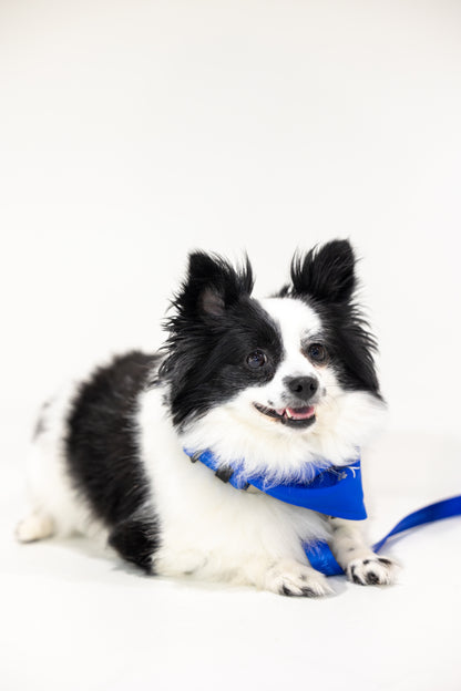Durable Dog Bandana — Royal Blue