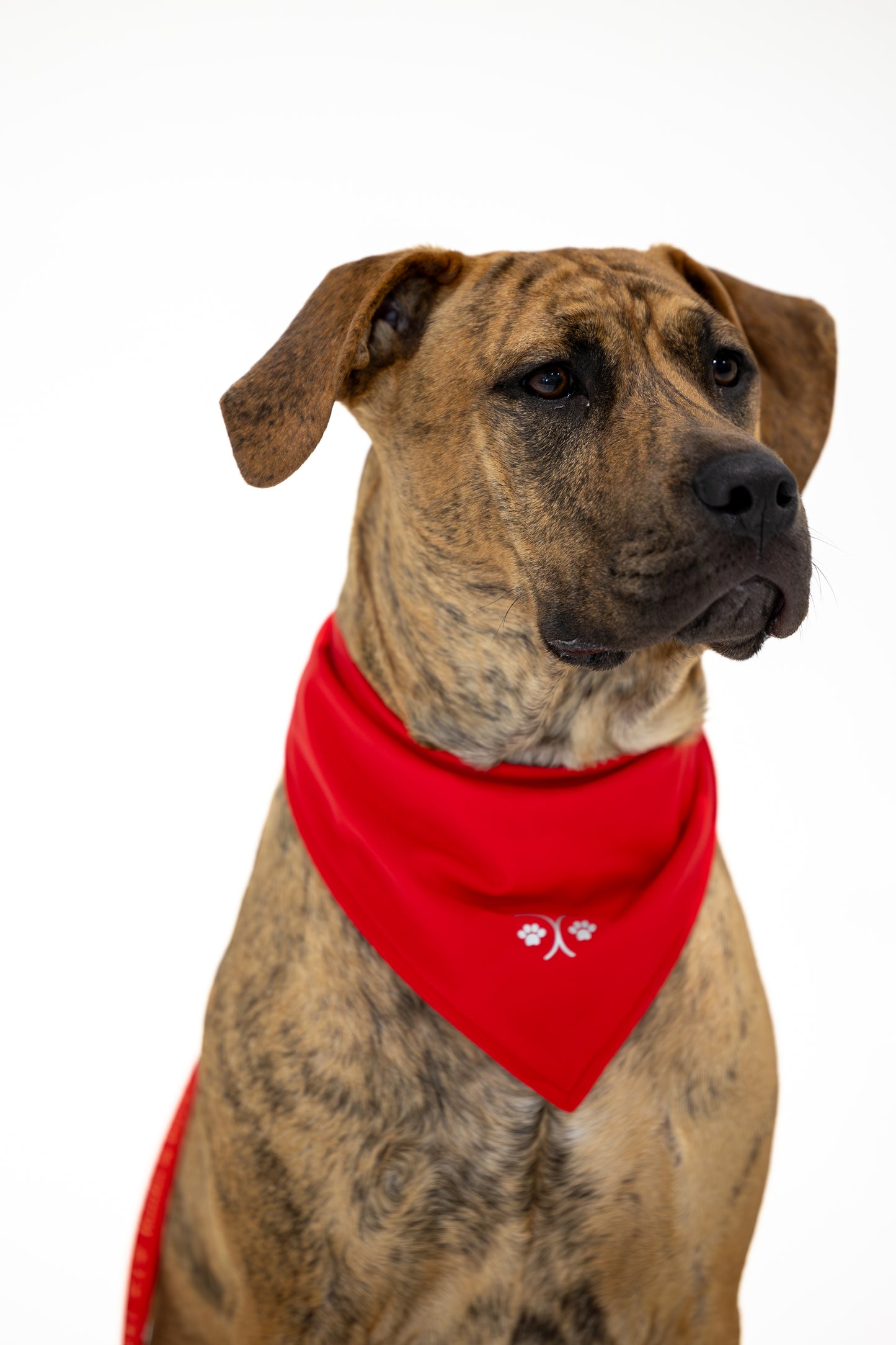 Durable Dog Bandana — Scarlet Red