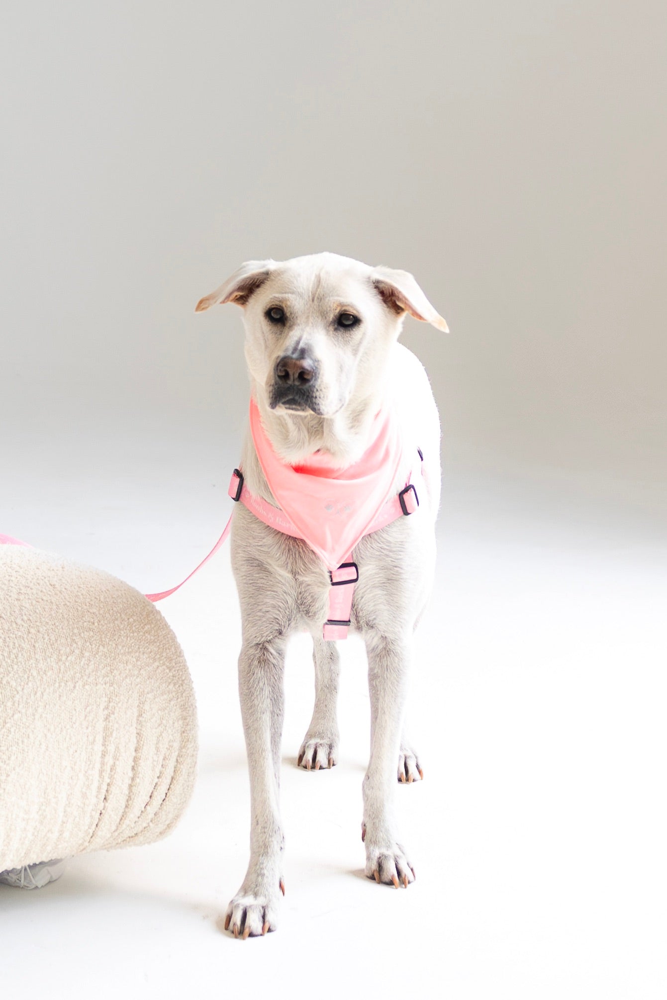 Dog Bandana